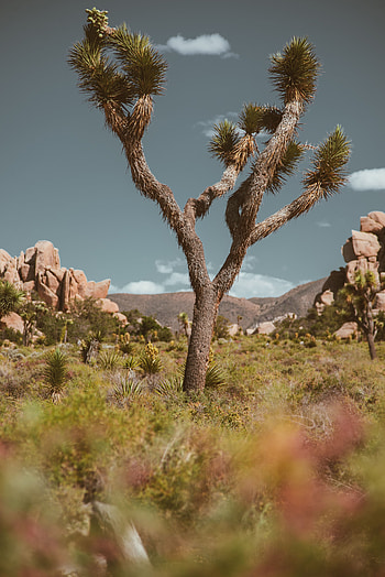 Nature, Savanna, Plant, Wood, Tree, Wildlife, Barbed, Spiny HD phone wallpaper