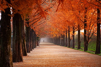 Explore a tranquil path adorned with vibrant fall foliage and distant silhouette, perfect for seasonal serenity. HD wallpaper