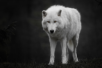 Arctic Wolf, Awe-inspiring creature, Arctic wilderness, Elegant predator HD wallpaper