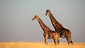 Namibia Botswana rundreise, Camping safari, African expedition, Ultimate adventure HD wallpaper