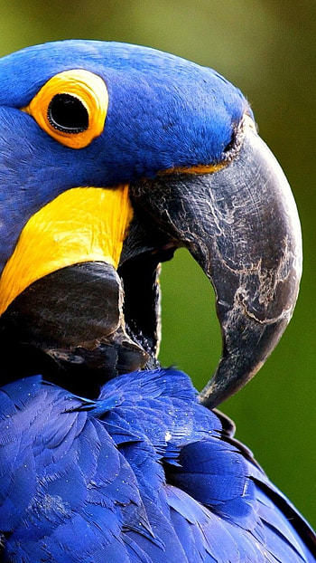Glaucous, Macaw Bird HD phone wallpaper