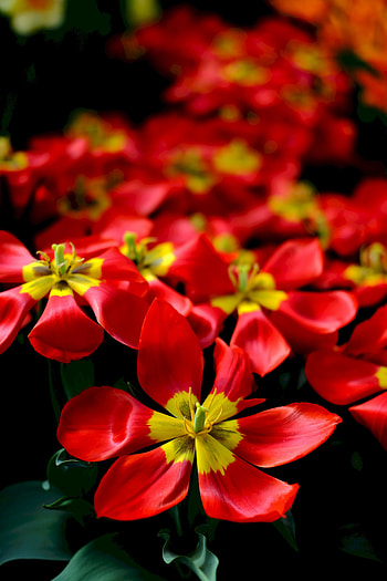 Flowers, Tulips, Flower, Petals HD phone wallpaper