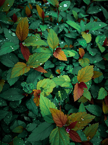 Plants, Leaves, Drops, Macro, Wet, Dew HD phone wallpaper