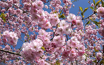 Cherry Blossoms, cherry, blossoms, Latvia, spring, tree HD wallpaper