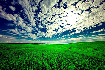 Field, landscape, grassland, nature, sunny day HD wallpaper