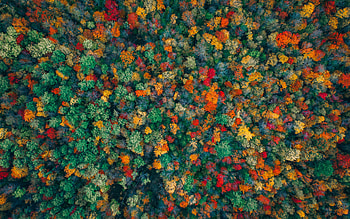 Forest from Above, above, colors, trees, forest HD wallpaper