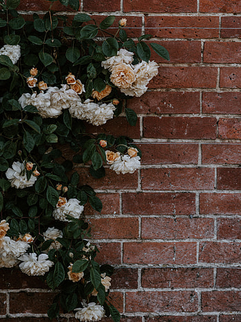 Flowers, Bush, Plant, Rose Flower, Rose, Wall, Brick HD phone wallpaper