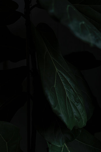 Macro, Dark, Sheet, Leaf, Shadows HD phone wallpaper