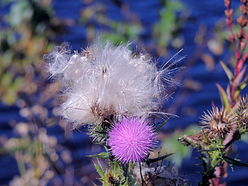 During And After The Bloom, Flowers, Nature, graphy, Purple Thistle Flower HD wallpaper