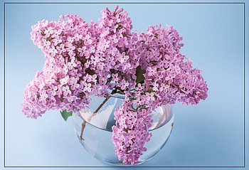 FRAMED LILACS, LILACS, NATURE, FRAMED HD wallpaper