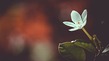 Flower, Macro, Petals, Bud, Blur, Smooth HD wallpaper