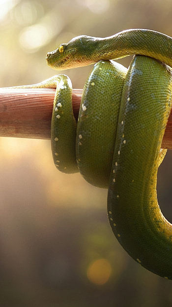 Boa Green Snake, Xperia , Premium , Sony Xperia HD phone wallpaper