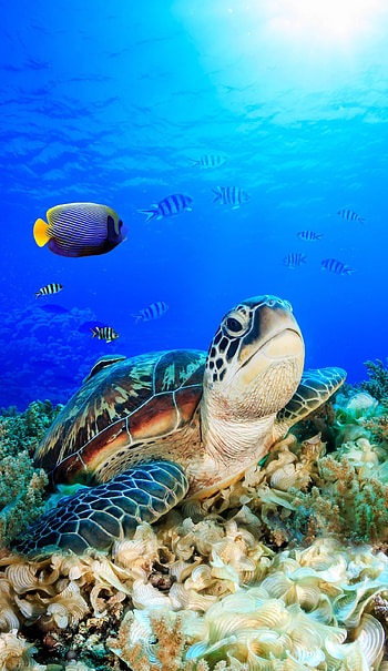 Honu , Endearing sea turtles, , Honu sea turtle HD phone wallpaper