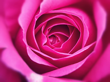 Close up, petal, pink rose HD wallpaper