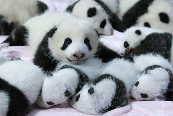 Panda Pandas Baer Bears Baby Cute HD wallpaper