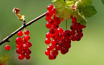 Red Currants, berries, plant, macro HD wallpaper