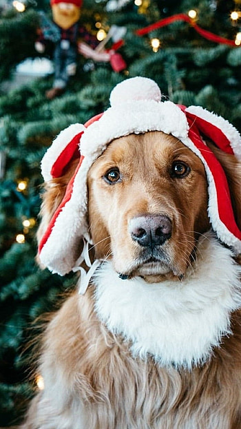 Christmas Dog, Dog HD phone wallpaper