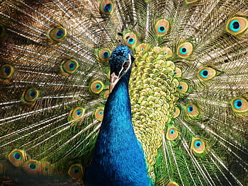 Close-up of a peacock showing its colorful and vibrant feather display. HD wallpaper