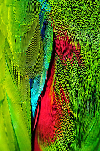 Feather, Macro, Bright, Multicolored, Colors, Iridescent, Coloring HD phone wallpaper