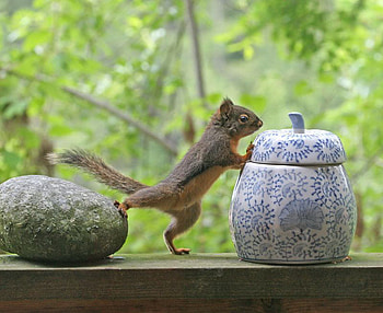 funny squirrel, trees, funny, nature, tail, squirrel HD wallpaper