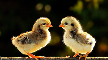 Feathered beauty, Poultry charm, Stunning plumage, Majestic birds HD wallpaper