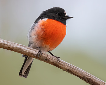Male Scarlet Robin (Petroica boodang) - Mortimer Bay, Tasmania, Animal, robin HD wallpaper