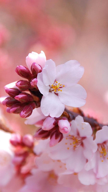 Spring Flowers, Beautiful, Flowers HD phone wallpaper