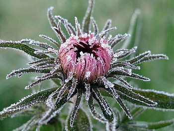 Leaves, Flower, Macro, Bud, Frost, Hoarfrost, Cold, Captivity HD wallpaper
