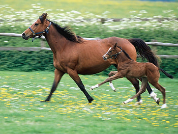 Horse family , horse, family HD wallpaper