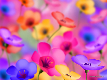 Flowers, Background HD wallpaper