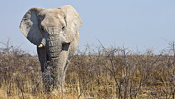 African Bush Elephant Is Standing In Blue Sky Background Elephant HD wallpaper