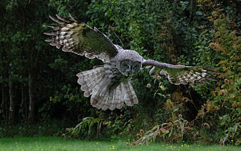 Animals, Owl, Bird, Predator, Flight, Wings, Wave, Sweep HD wallpaper