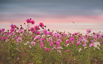 Cosmos Meadow, nature, pink, meadow, cosmos flowers HD wallpaper