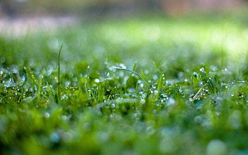 Grass, Macro, Wet, Surface, Humid HD wallpaper