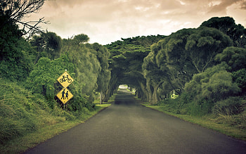 Nature, Trees, Summer, Road, Sign HD wallpaper
