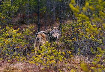 Wolf in Forest, beautiful, wolf, forest HD wallpaper