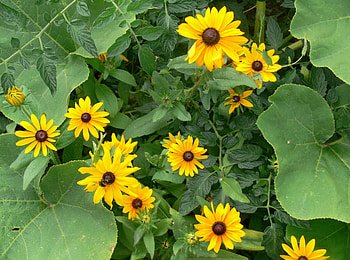 Flowers, Greens, Rudbeckia, Rudbekia HD wallpaper