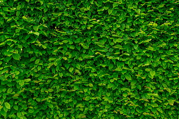 Close-up of a lush green leafy wall creating a vibrant natural pattern. HD wallpaper