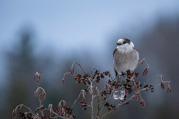 Canada Jay (perisoreus canadensis), Animal, jay HD wallpaper