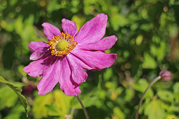 Flowers, Flower, Petals, Bud, Anemone HD wallpaper