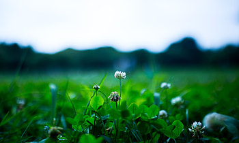 Spring, Flower, Plant, Macro, Greens, Clover HD wallpaper