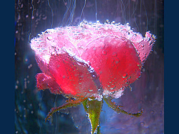 Wet Rose, rose, wet, beautiful HD wallpaper