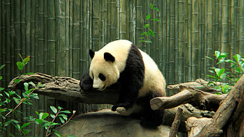 Zoo pandas, Cute , High-definition, Mesmerizing beauty HD wallpaper