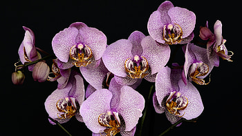 Moth Orchid, Orchids HD wallpaper