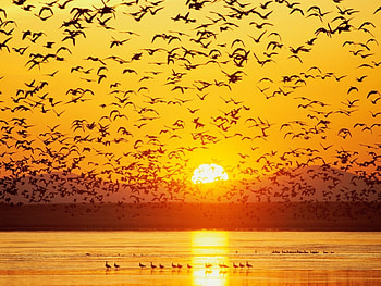 Landscape, Birds, Rivers, Sunset HD wallpaper