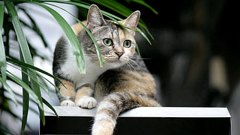 Animals, Plant, Cat, Striped, Curiosity HD wallpaper