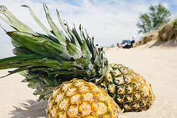 Exotic food, Tropical food, Supplier, Netherlands HD wallpaper