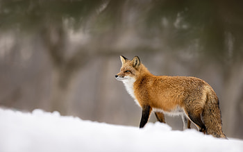 Fox in Snow, winter, nature, fox, snow HD wallpaper