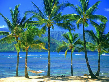 Landscape, Trees, Sea, Beach, Palms HD wallpaper