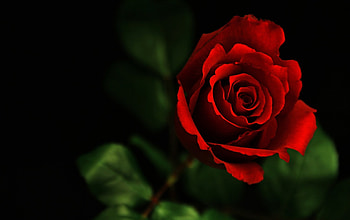 Love, rose, one, red HD wallpaper